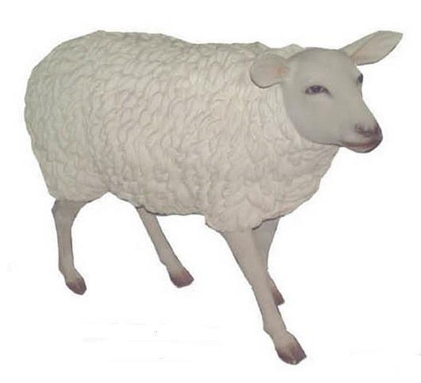 Schaf groß