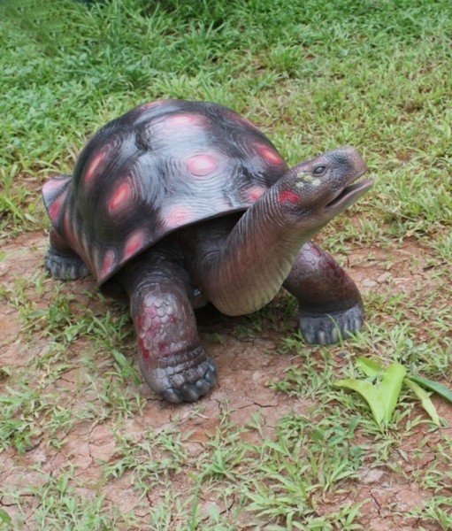 Rote Schildkröte