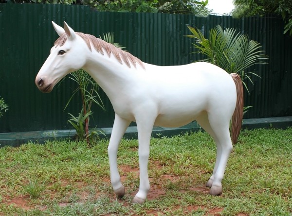 Weißes Pony