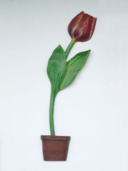 Halbe Tulpe mit dunkelroter Blüte