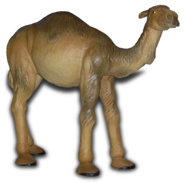 kleines Kamel