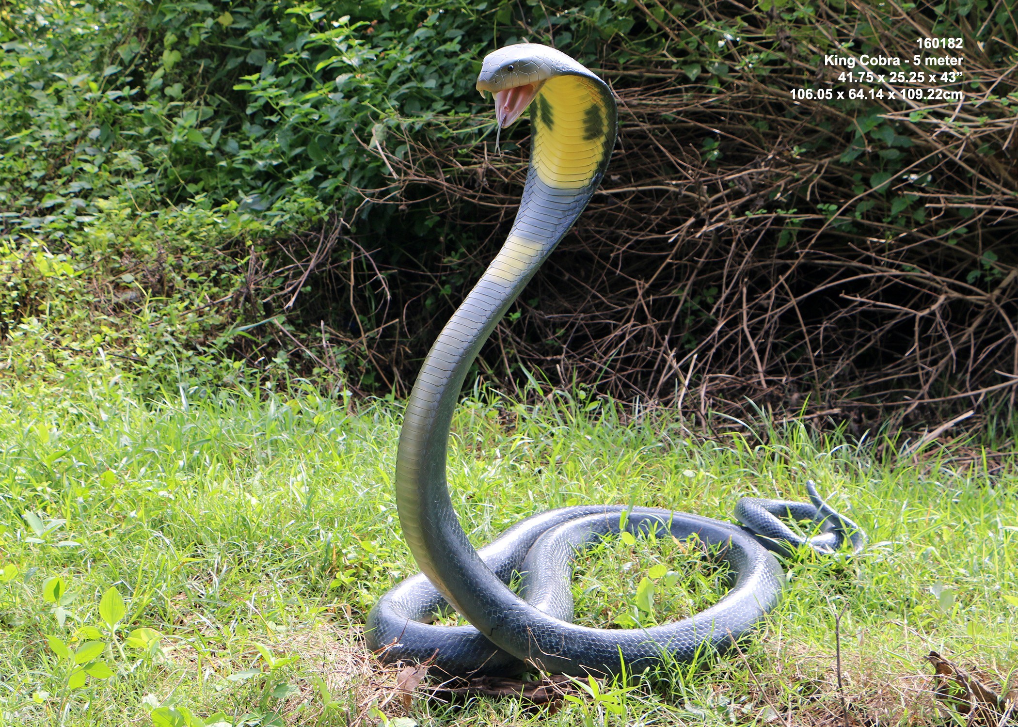 Königs Cobra Schlange 5m