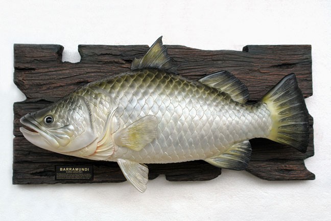 Barramundi Fisch