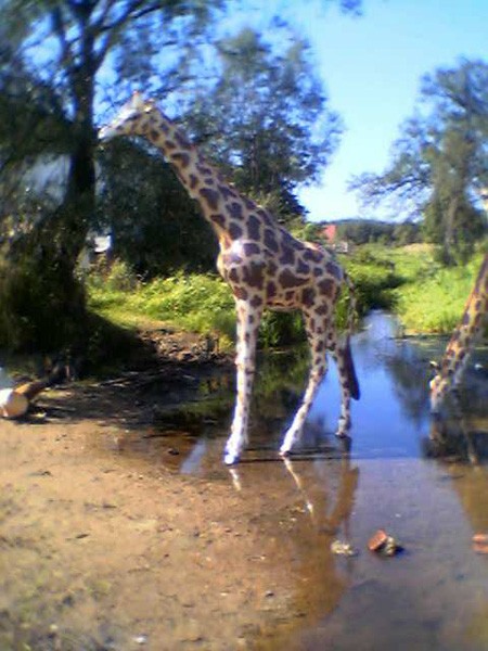 Giraffe groß