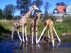 Giraffen 3er Gruppe