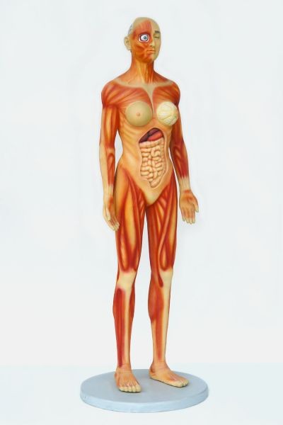 Anatomischer Körper Frau