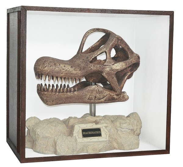Dinosaurier Fossil Brachiosaurus auf Ständer in Schaukasten