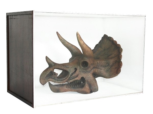 Dinosaurier Fossil Triceratop in Schaukasten