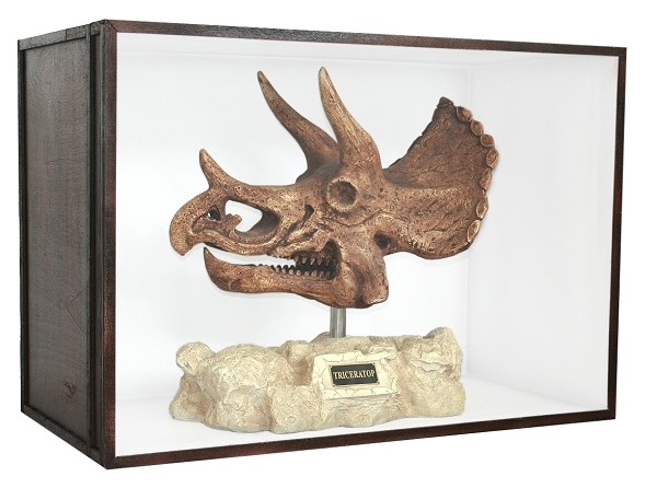 Dinosaurier Fossil Triceratop auf Ständer in Schaukasten