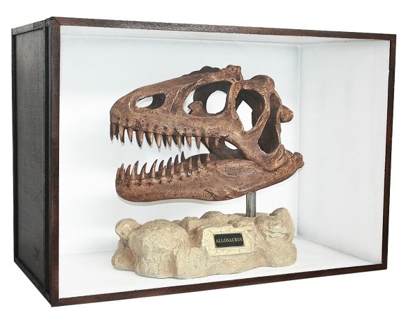 Dinosaurier Fossil Allosaurus auf Ständer in Schaukasten