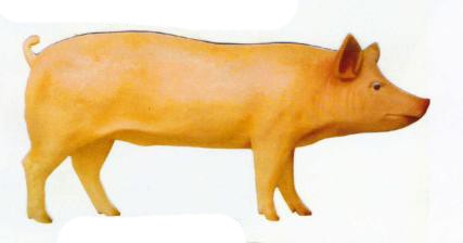 stehendes Schwein