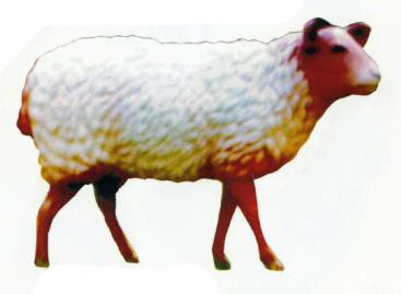 großes braunes Schaf mit weißer Wolle