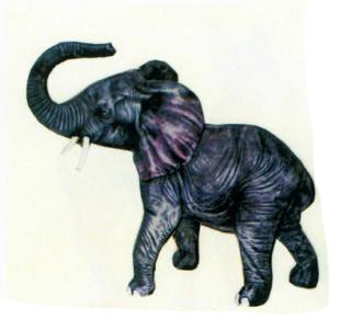 kleiner Elefant mit Rüssel oben