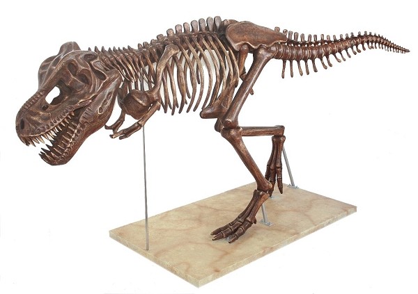 Dinosaurier Tyrannosaurus Skelett antik