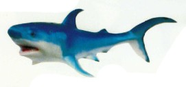 Weißer Hai mittelgroß