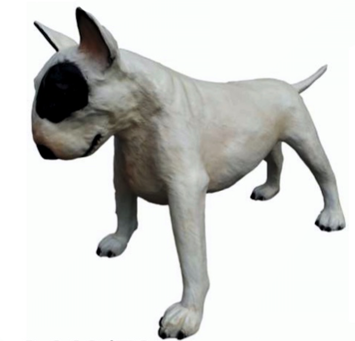 Bullterrier Kampfhund weiß schwarz