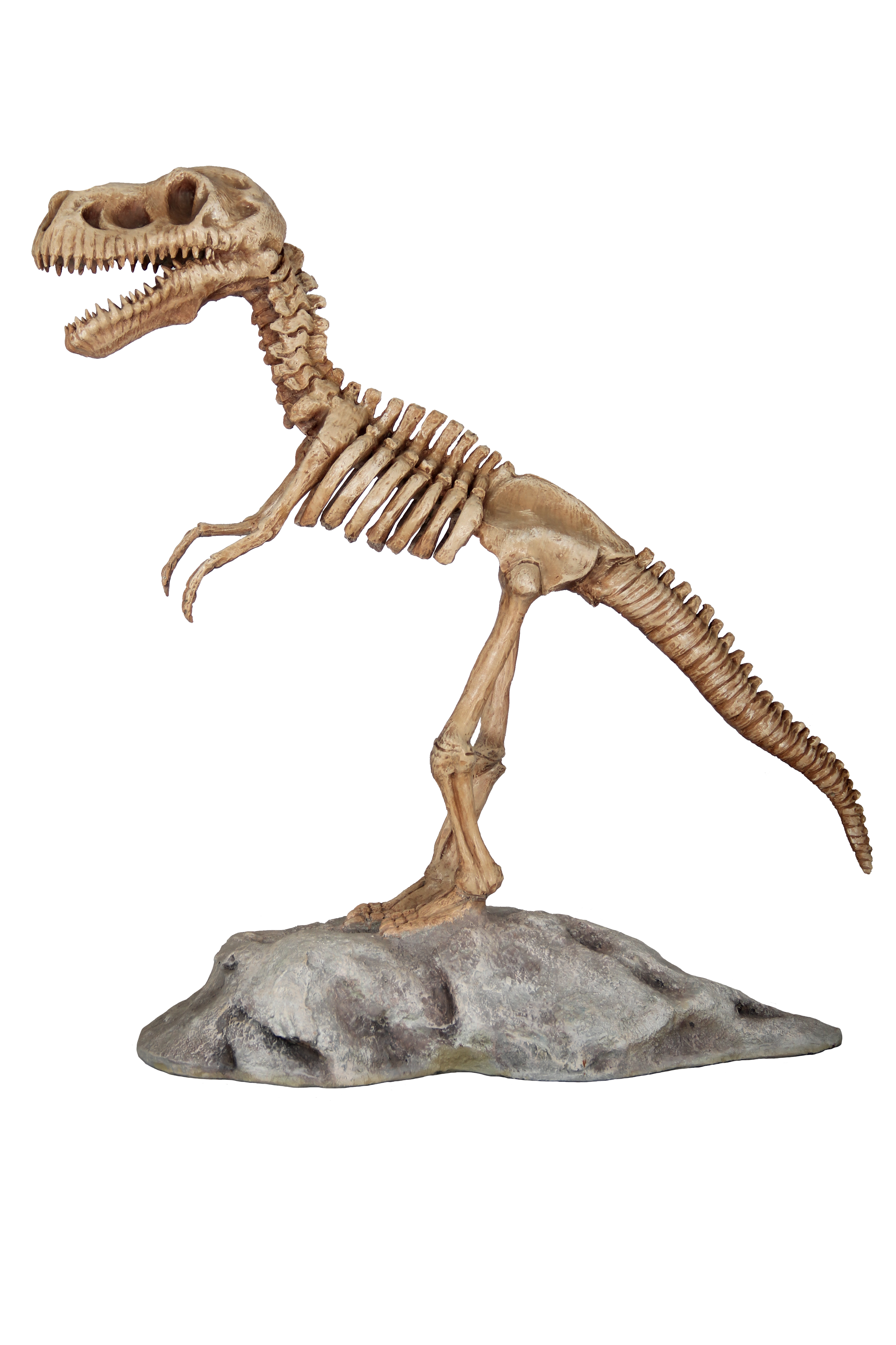 T-Rex Skelett auf Plattform