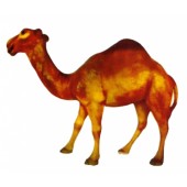 stehendes Dromeda Kamel