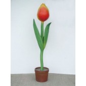 Tulpe mit rot-gelber Blüte