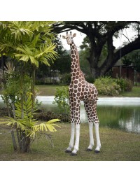 Giraffe medium