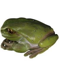 riesiger Frosch