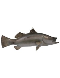 Barramundi Fisch
