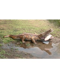 Kleines Krokodil