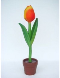 Tulpe mit rot-gelber Blüte klein