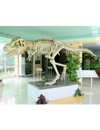 Dinosaurier Tyrannosaurus Skelett weiß