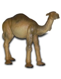 kleines Kamel