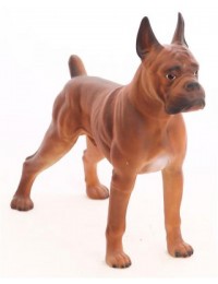 Boxer Hund Kampfhund