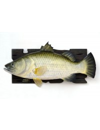 Großer Barramundi Fisch für Wand