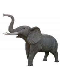 Elefant Rüssel oben