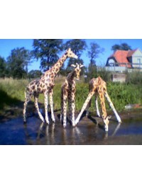 Giraffen 3er Gruppe