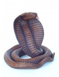 Braune Cobra