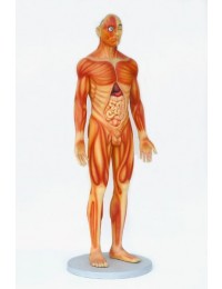 Anatomischer Körper Mann