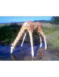 Giraffe trinkend