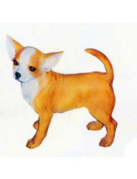 Chihuahua stehend
