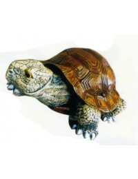Galapagos Schildkröte klein