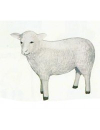 weißes Schaf mit schrägem Kopf