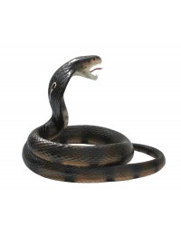 Schwarze Kobra Schlange