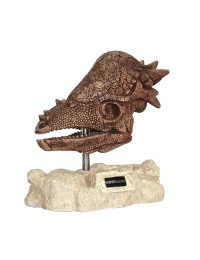 Dinosaurier Pachycephalosaurus auf Stein