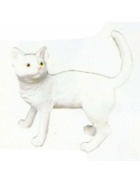 stehendes weißes Kätzchen