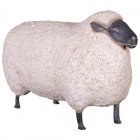Schaf mit schwarzem Kopf groß