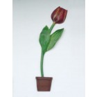 Halbe Tulpe mit dunkelroter Blüte