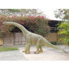 Saurier Baby Brachiosaurus