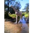 Giraffe groß