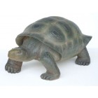 Schildkröte realistische Bemalung