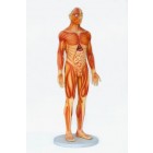 Anatomischer Körper Mann