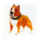 Pitbull Terrier Kampfhund braun weiß